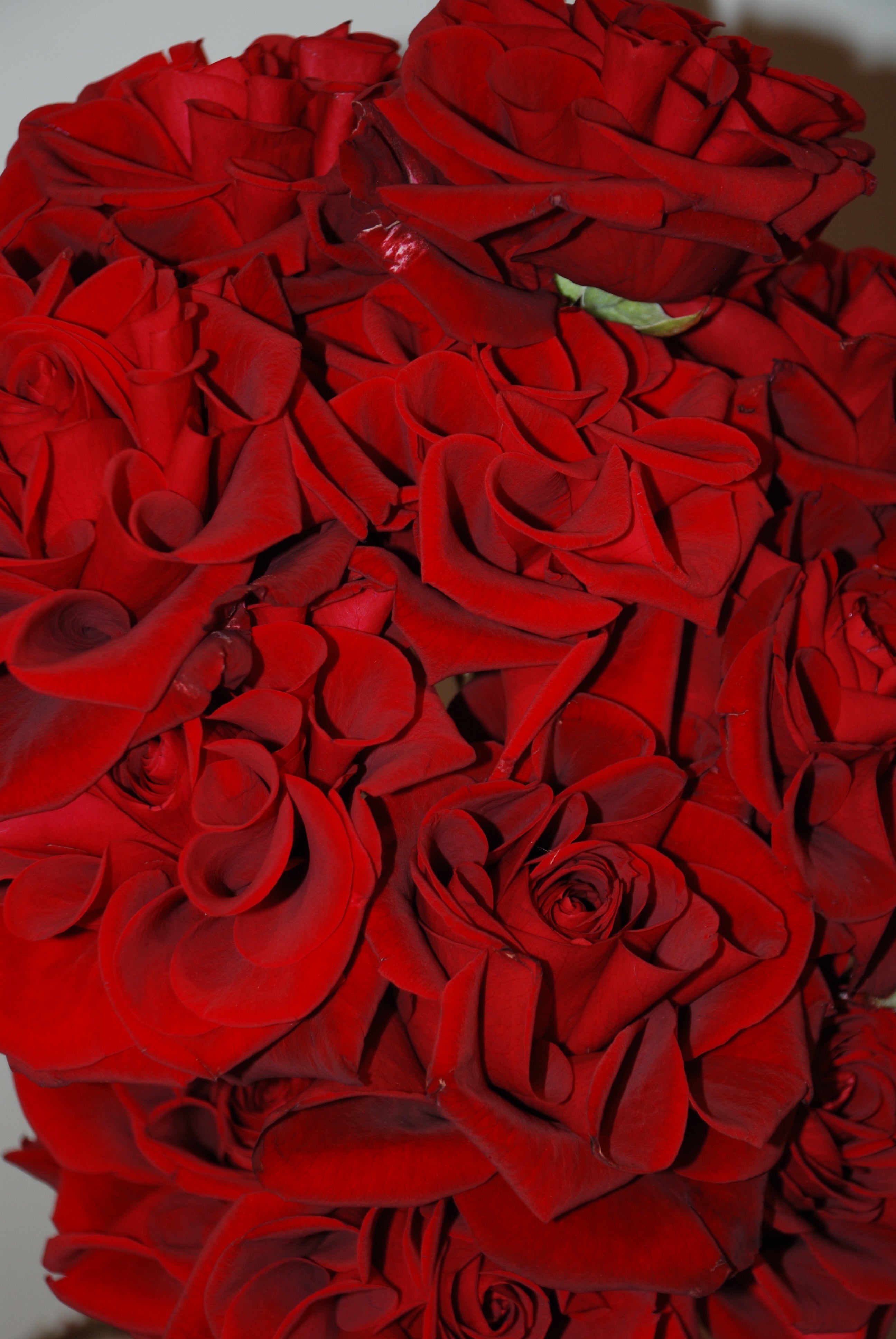 Valentine's Day - Red Roses